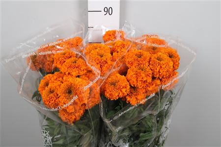 <h4>Tagetes Promise D Orange</h4>