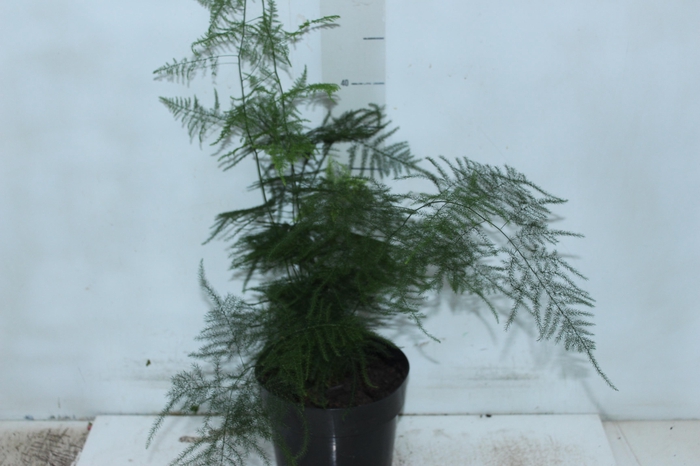 <h4>ASPARGO PLUMOSO P17</h4>