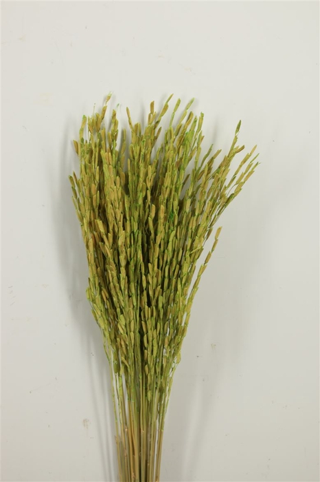 Dried Rice Oryza Green Bunch