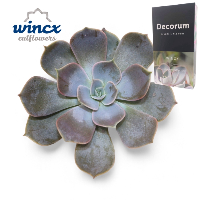 <h4>Echeveria Lilacina Cutflower Wincx-12cm</h4>