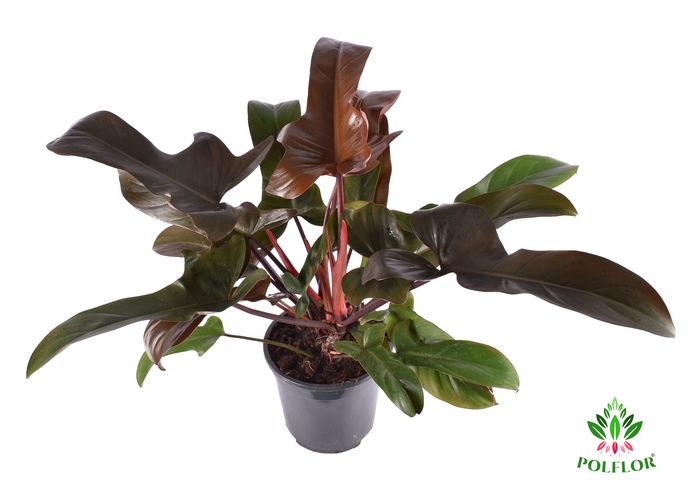 Philodendron Florida Bronze 19Ø 70cm