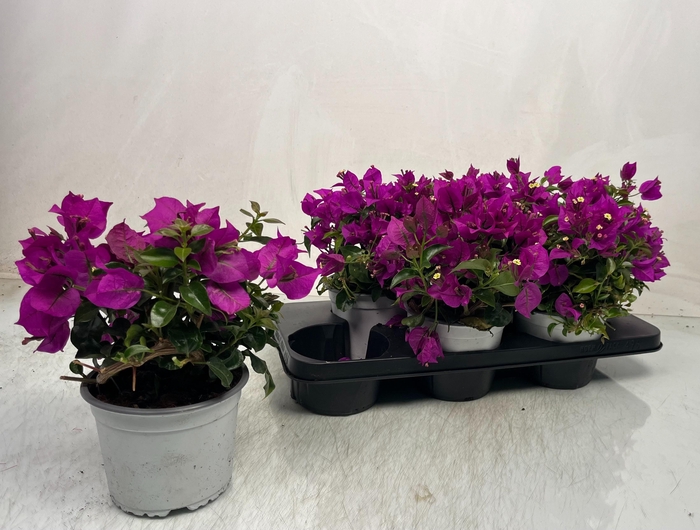 <h4>BOUGAINV SANDERIANA</h4>