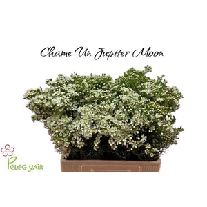 CHAME UN JUPITE MOON