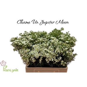 CHAME UN JUPITE MOON