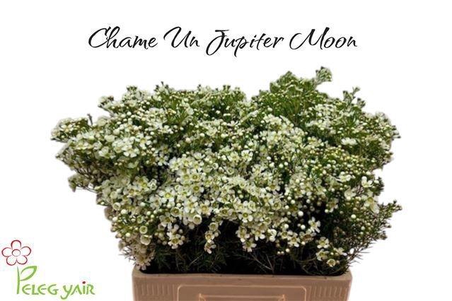 <h4>CHAME UN JUPITE MOON</h4>