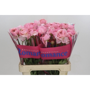 RANUNCULUS  'ROMANCE MARITIME'