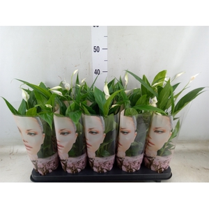 Spathiphyllum  'Korto'