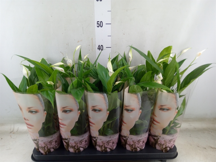 <h4>Spathiphyllum  'Korto'</h4>