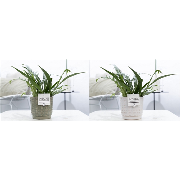 <h4>Aglaomorpha Jim in P&PURE Floor ceramics ass. 2</h4>