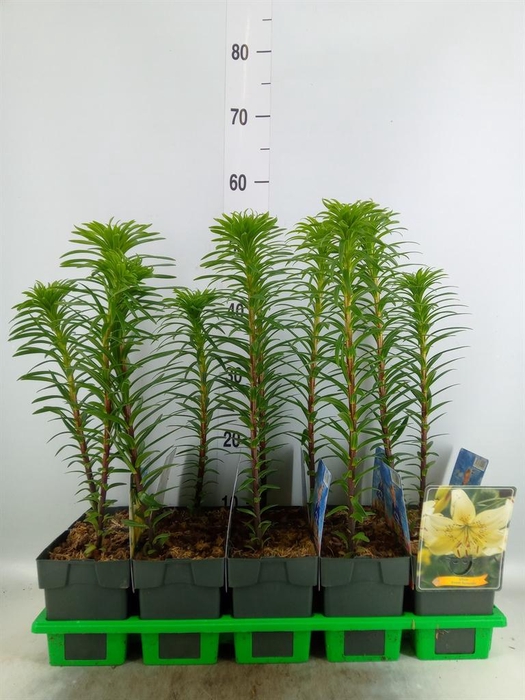 <h4>Lilium   ...</h4>
