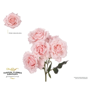 Rosa spray garden pink majolica