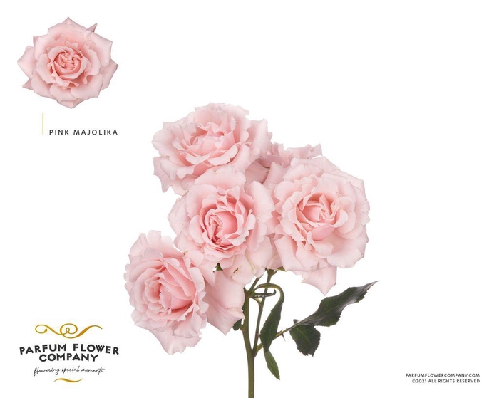 <h4>Rosa spray garden pink majolica</h4>