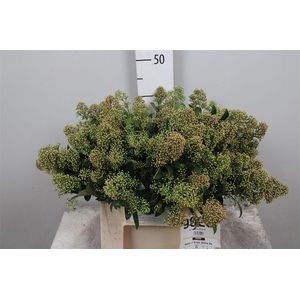 Skim J Snow White Bs