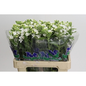 Oxypetalum coeruleum 'Perfect White Harmony'