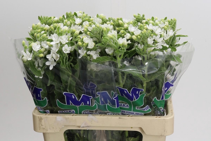 <h4>Oxypetalum coeruleum 'Perfect White Harmony'</h4>