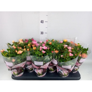 Rosa  'Victory'   ...mix