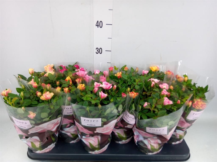 <h4>Rosa 'Victory' ...mix</h4>