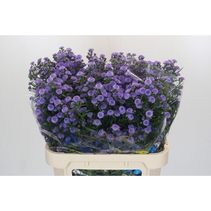 Aster Baby Blue