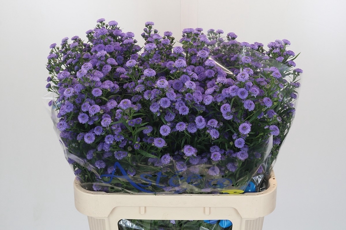 Aster Baby Blue