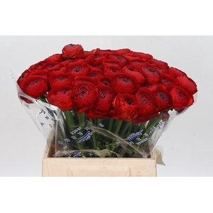 Ranunculus Clooney Tango Extra