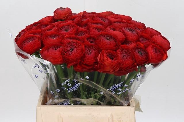 Ranunculus Clooney Tango Extra