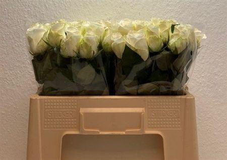 <h4>R Gr Countdown</h4>