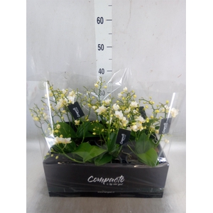 Phalaenopsis multi. 'Cream Punch'