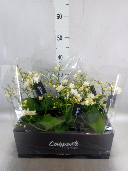 <h4>Phalaenopsis multi. 'Cream Punch'</h4>