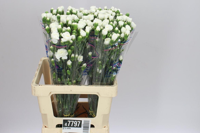 <h4>Di Tr White</h4>