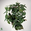 Ficus sagittata