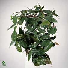 Ficus sagittata