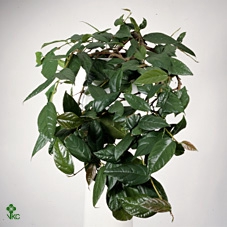 FICUS SAGITTATA