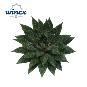 Aloe D Tiga Cutflower