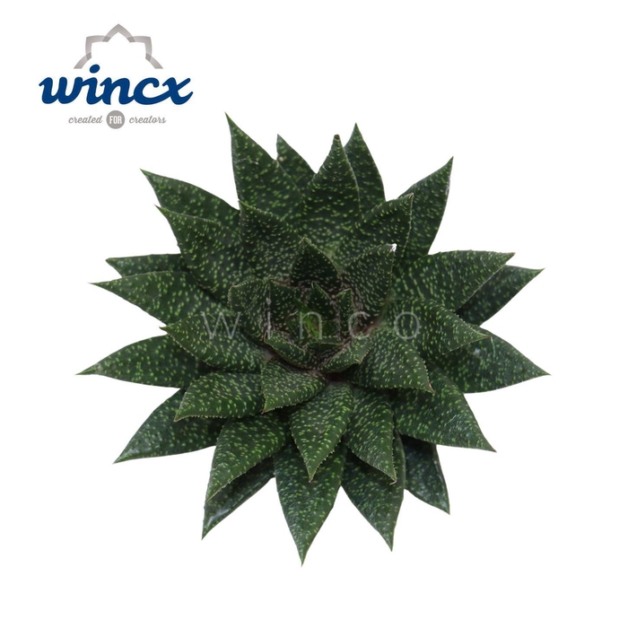 <h4>Aloe D Tiga Cutflower</h4>