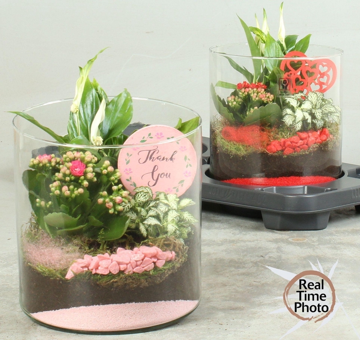 <h4>ARR KAMERPL</h4>