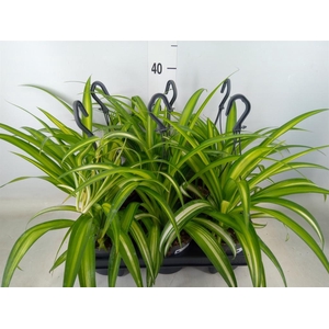 Chlorophytum com. 'Hawaiian Spider'