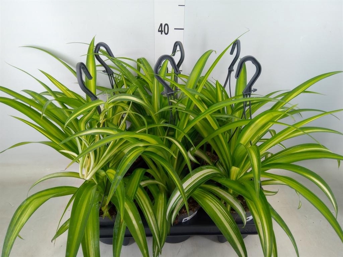 <h4>Chlorophytum com. 'Hawaiian Spider'</h4>