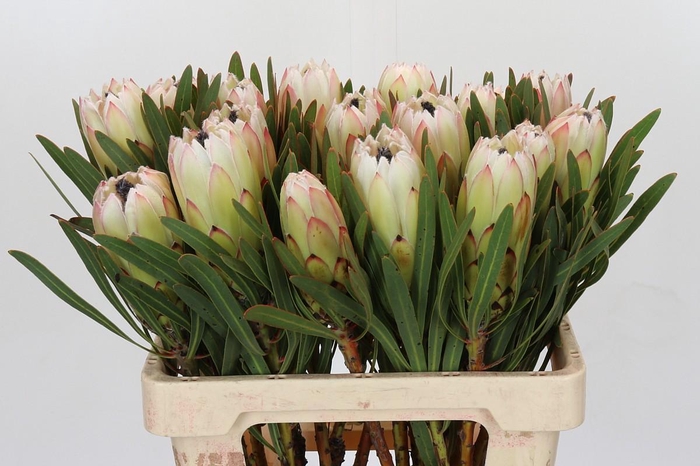 <h4>Protea White Night</h4>