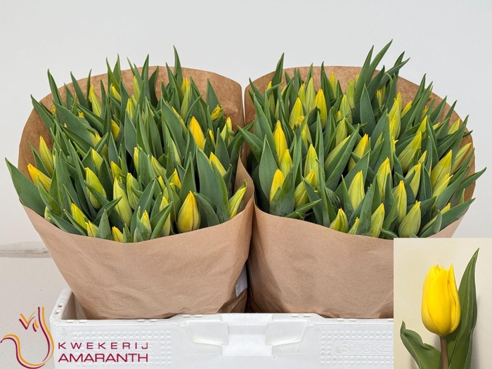 <h4>Tu En Strong Gold</h4>