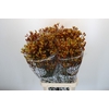Anigozanthos Gold Fever