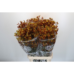 Anigozanthos Gold Fever