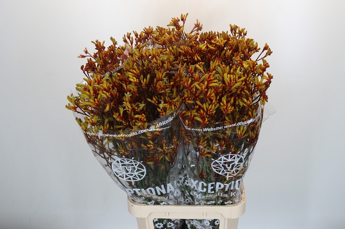 Anigozanthos Gold Fever