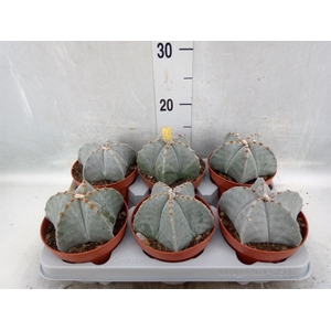 Astrophytum myriostigma