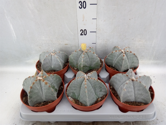 <h4>Astrophytum myriostigma</h4>