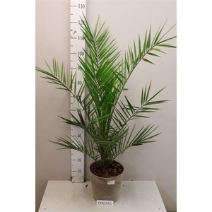 PHOENIX CANARIENSIS