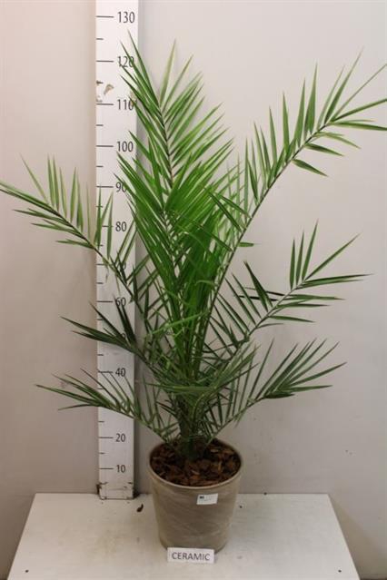 PHOENIX CANARIENSIS