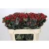 Hypericum True Romance