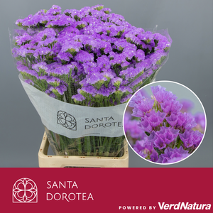Statice Light Blue LavendeE