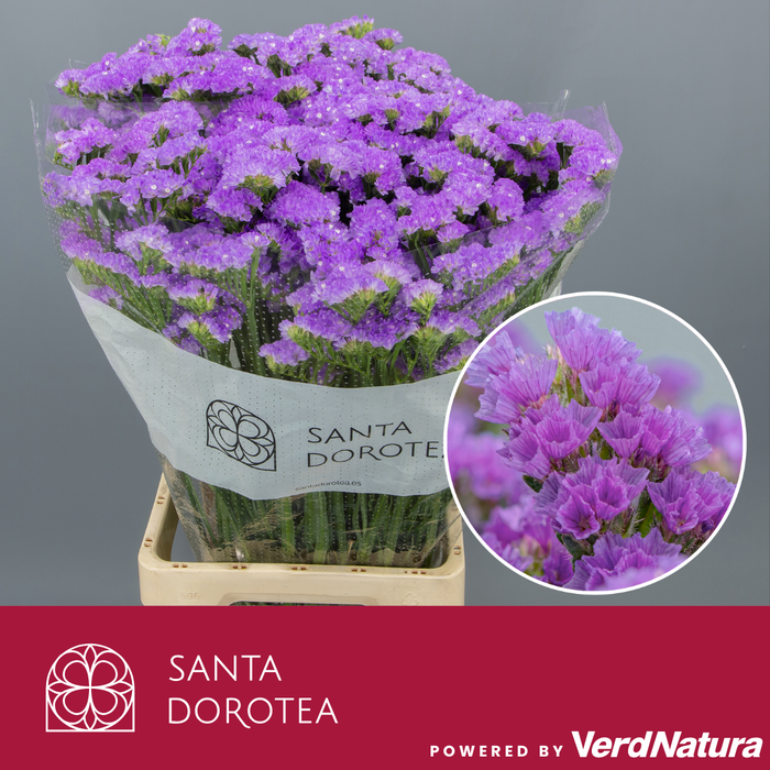 <h4>Statice Light Blue LavendeE</h4>