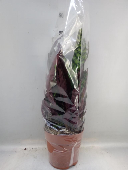 <h4>Calathea lancifolia</h4>